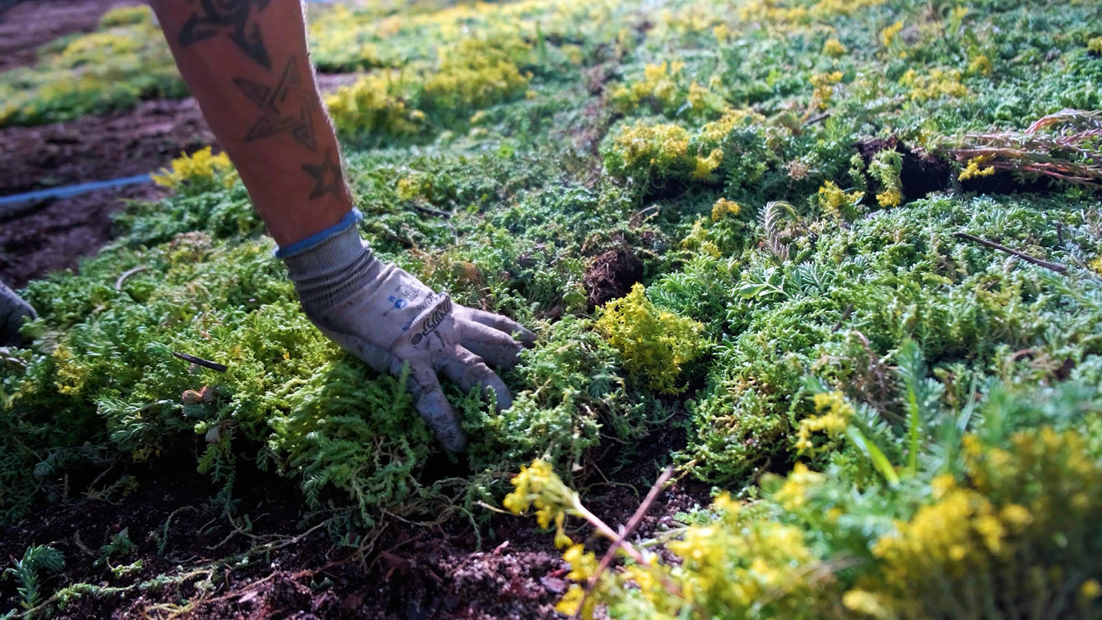 Construcción de cubiertas vegetales